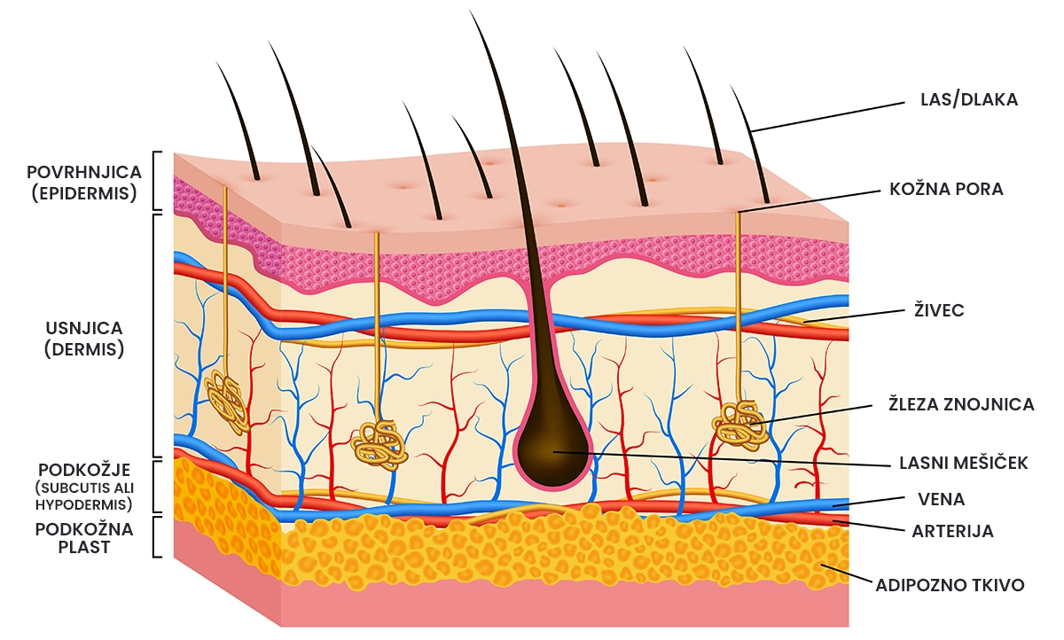 Koža in celjenje ran - Sestava kože